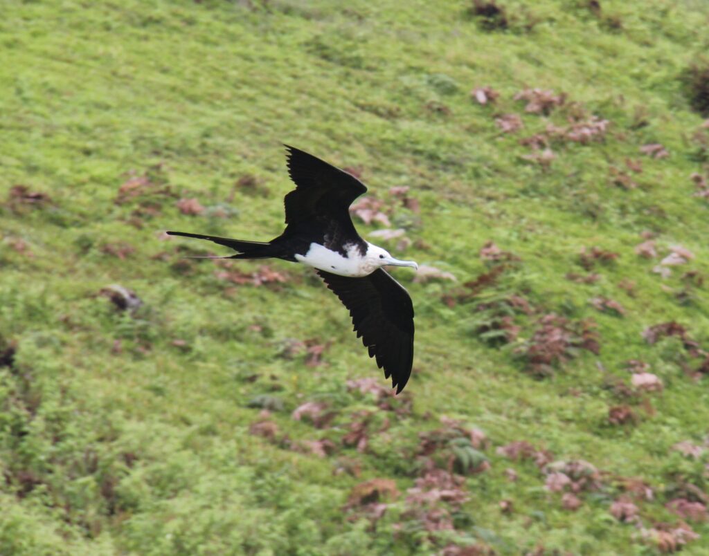 Frigate bird in flight