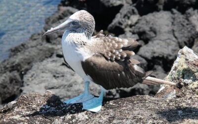 The Galápagos Islands