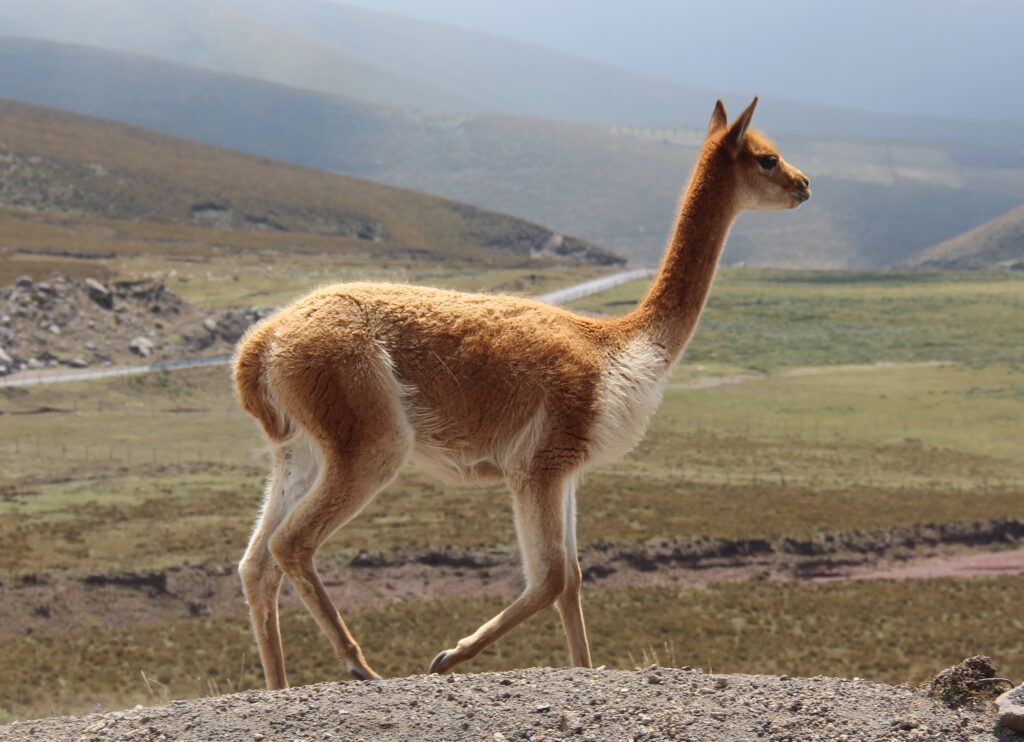 Vicuña 